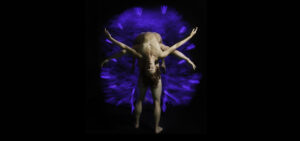 Pilobolus